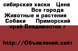 l: сибирская хаски › Цена ­ 10 000 - Все города Животные и растения » Собаки   . Приморский край,Владивосток г.